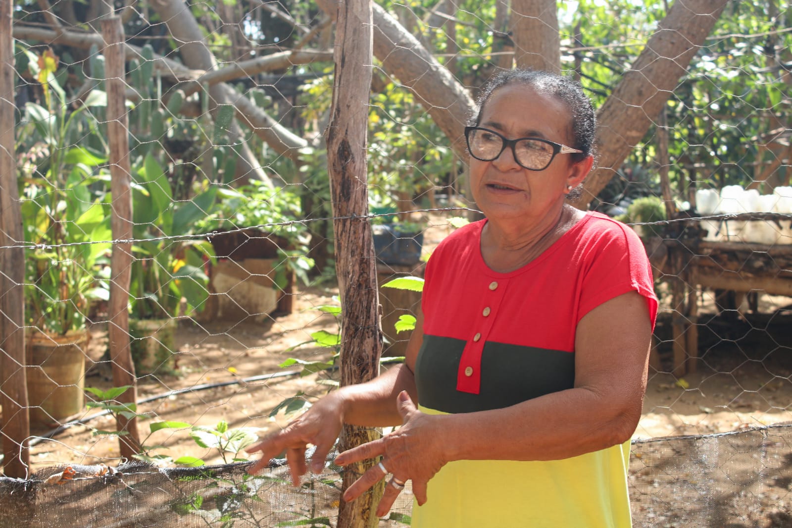 Dona Nitinha cultiva no próprio quintal mais de 40 espécies frutíferas, além de plantas medicinais