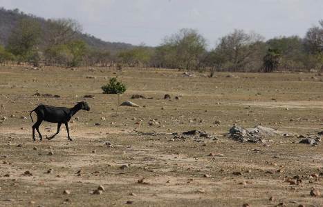 Efeitos da desertificação da Caatinga afetam os outros biomas do Brasil