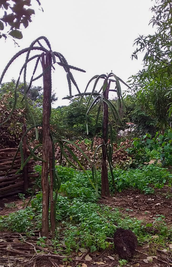 Plantação de pitaya de Lucinete, na comunidade indígena de Nazaré, município de Lagoa do São Francisco - Piauí. 