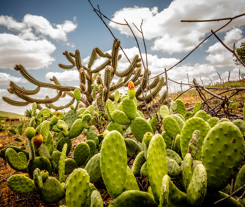 MMA abre consulta pública para o Plano de Ação Brasileiro de Combate à Desertificação e Mitigação dos Efeitos da Seca